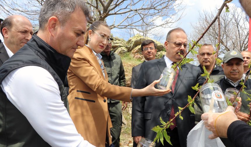 Aydın’da binlerce böcek doğaya bırakıldı.. Sebebi bakın ne?