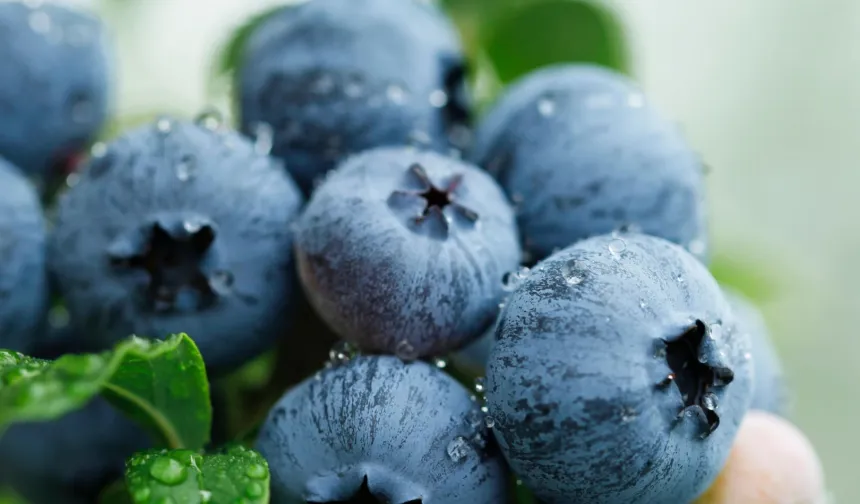 Blueberry Birliği kuruldu