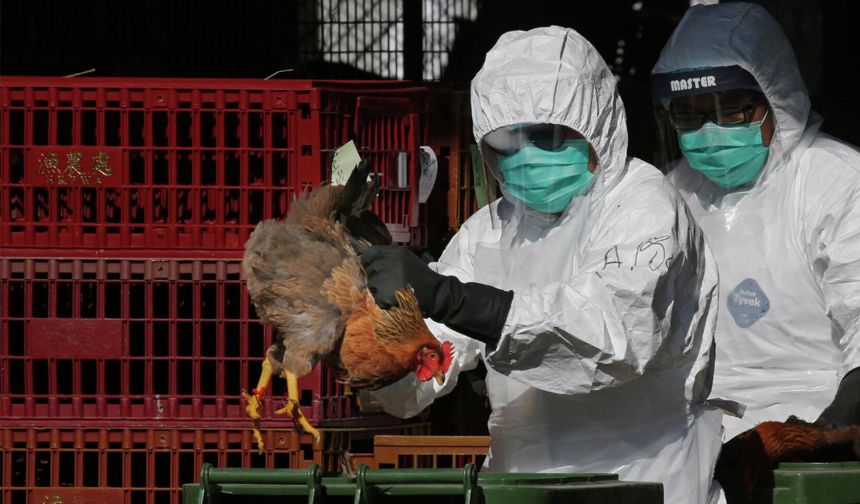 Aydın’a kuş gribi uyarısı geldi