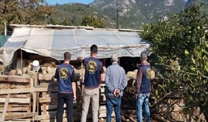 Aydın’da 14 küçükbaş çalındı