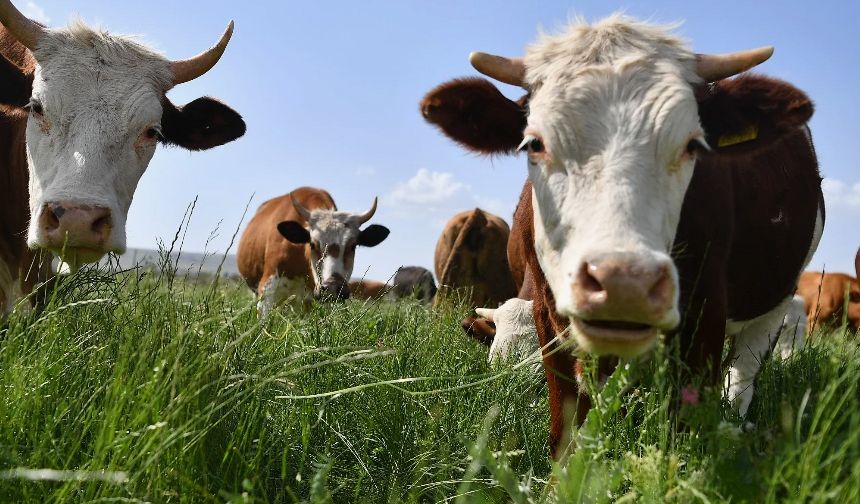 Aydın’da hayvan otlatmak yasaklandı