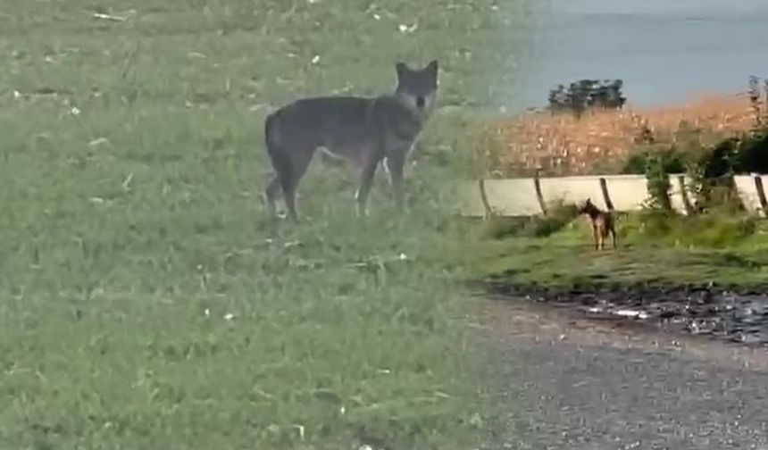 Köyü kurtlar bastı