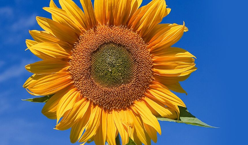 Aydın’da ayçiçeği tohumu dağıtılacak