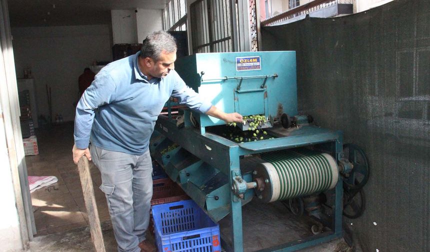 Aydın’da zeytinler boyutuna göre ayrılıyor