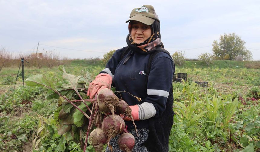 Bereketli topraklarda ‘kırmızı elmas' mesaisi