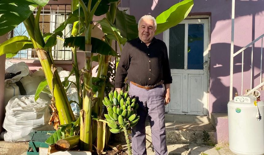 Fidanları Aydın’dan getirdi, 700 rakımda yetiştirmeyi başardı