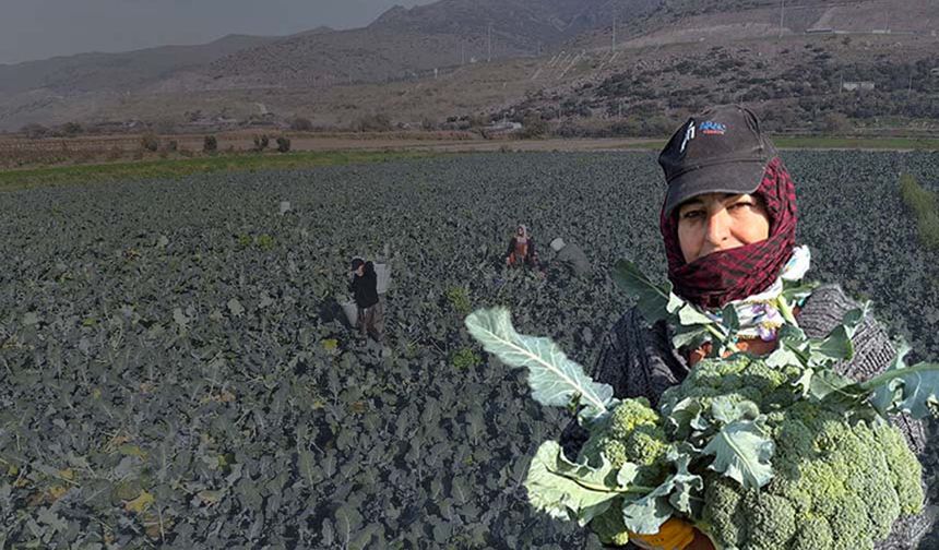 Yeşil altında hasat başladı