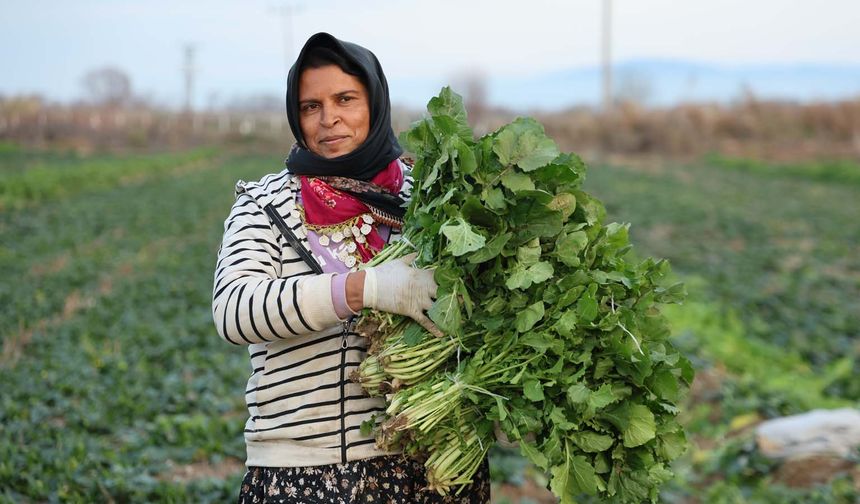 Aydın’da soğuk hava sebzeyi vurdu, fiyatlar artabilir