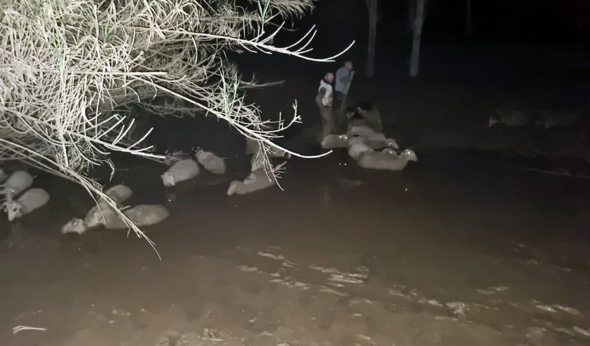 30 koyun çamura saplandı