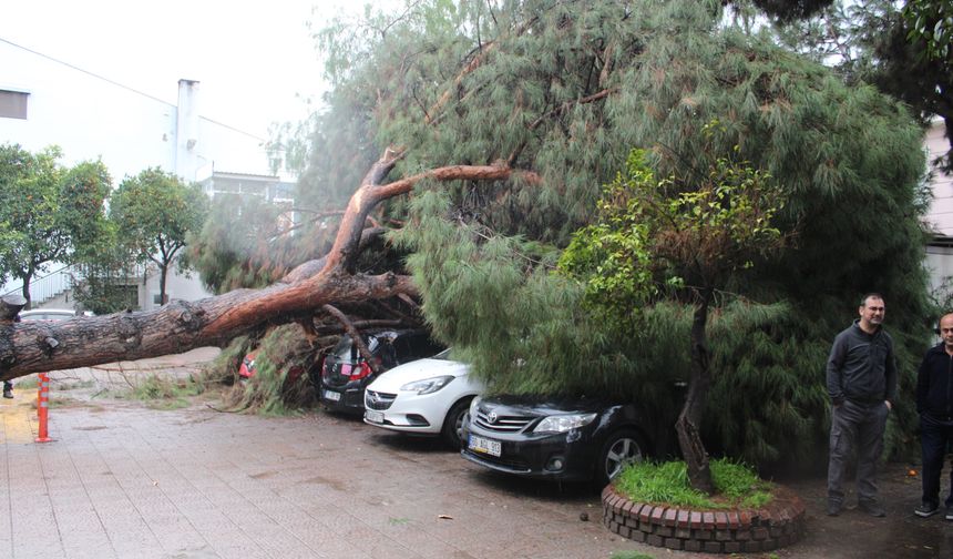 Aydın’da hastane bahçesinde ağaç devrildi
