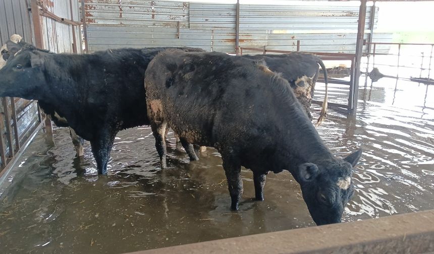 Aydın’da hayvan damlarını su bastı