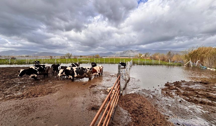 Aydın’da hayvanlar güvenli bölgeye alınıyor