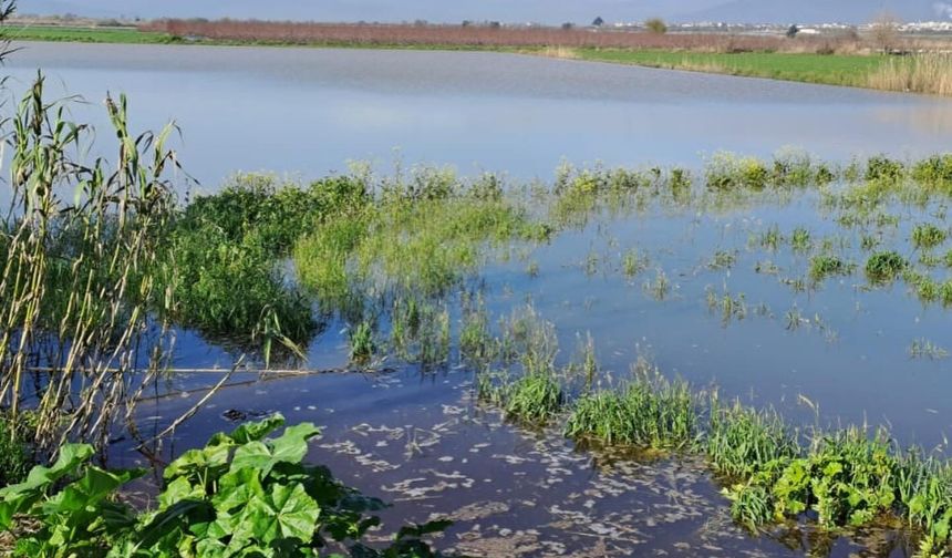 Aydın’da Köşk’te ekili tarım alanlarını su bastı