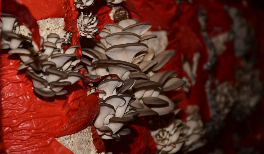 Aydın’da mantar kursu açılıyor