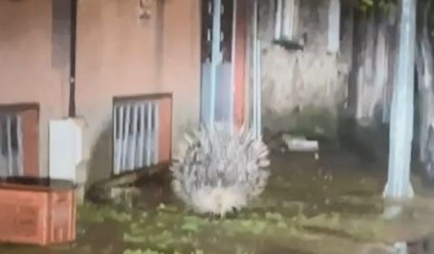 Aydın’da oklu kirpi şehir merkezinde görüntülendi