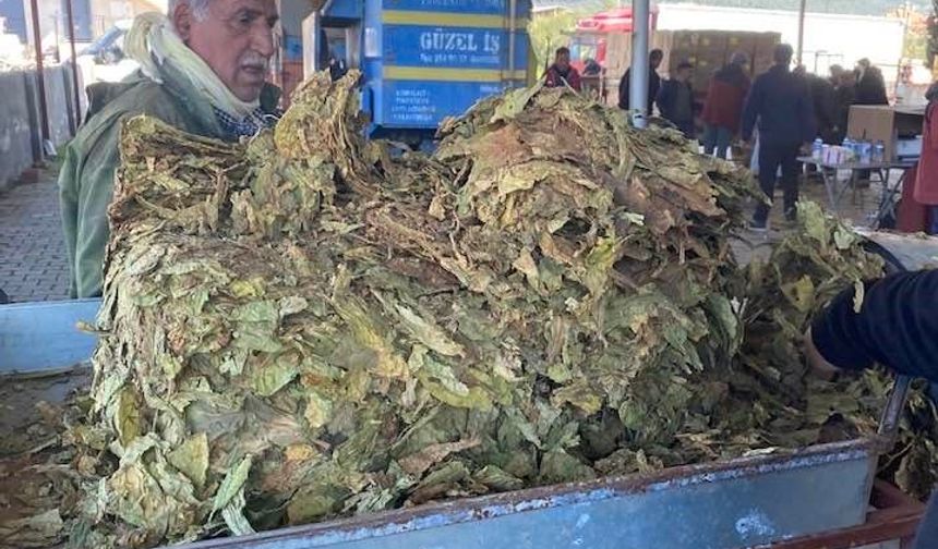 Aydın’da tütün üreticileri mutsuz
