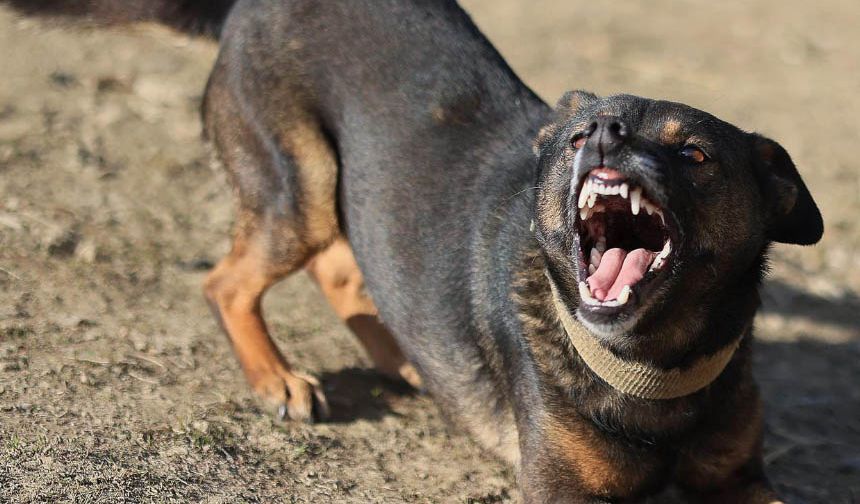 Aydın’da yaşlı adamın yüzü köpek saldırısında parçalandı