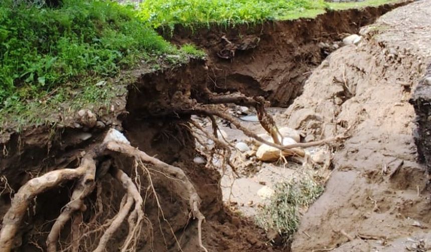 Aydın’da zeytinlikte dikkat çeken görüntü