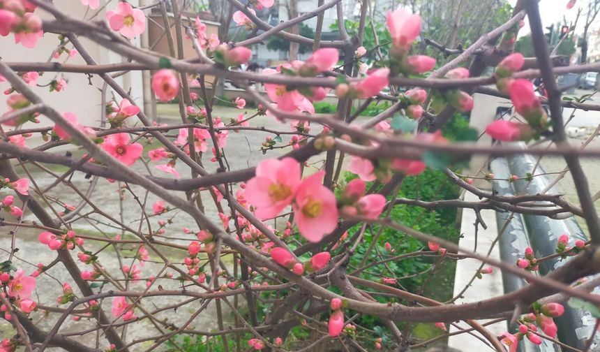 Ayva çiçek açtı, yaz mı gelecek?