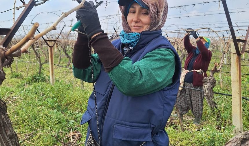 Bağlarda hummalı çalışma