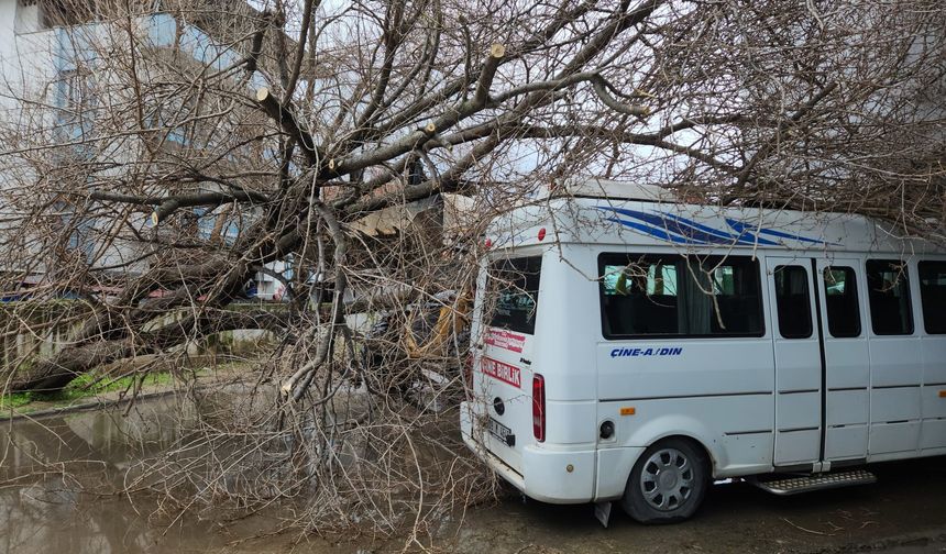 Çine’de dut ağacı minibüsün üstüne devrildi