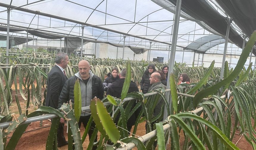 Efeler’de pitaya üretiliyor