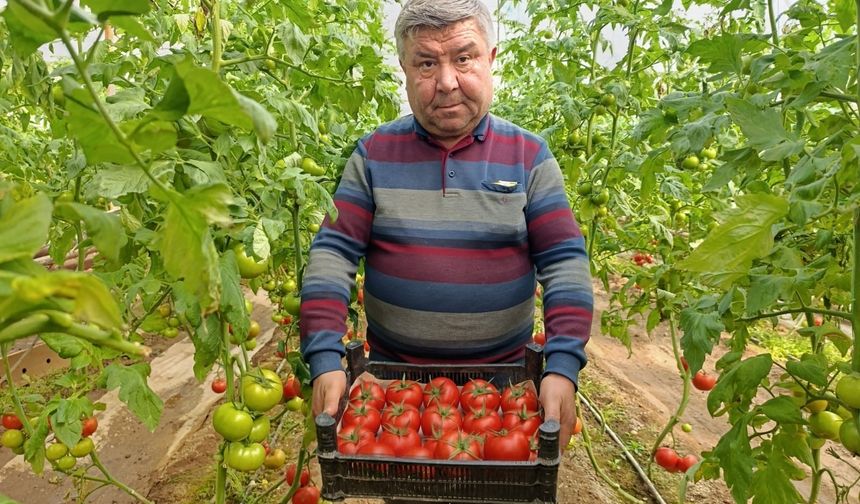 Eynal domatesine pazarlarda büyük ilgi