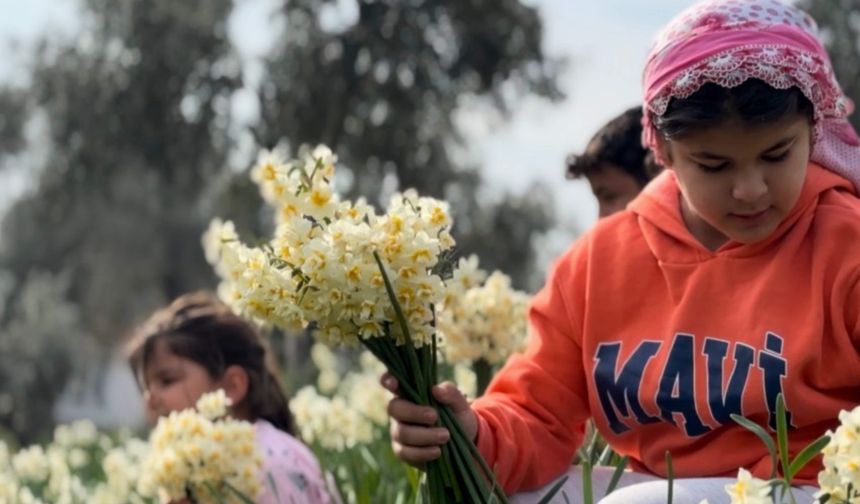 Mis kokulu nergisin yeni faydaları ortaya çıktı