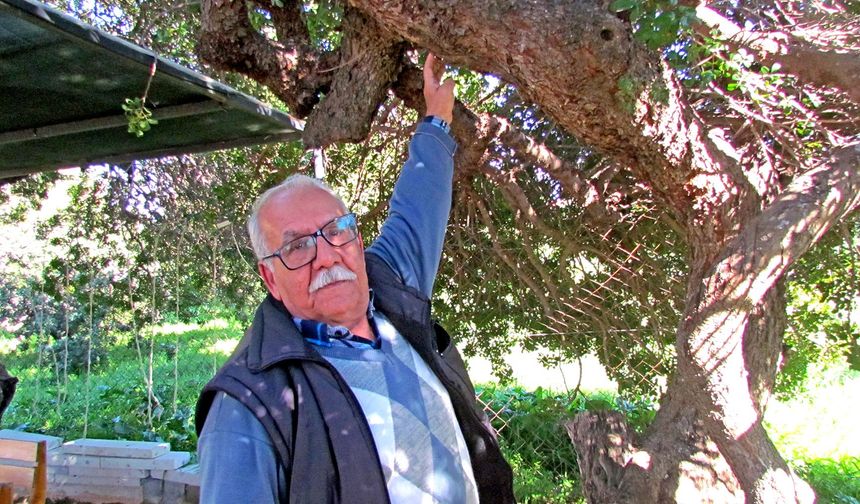 Sakızın 70 yıllık geçmişini anlattılar