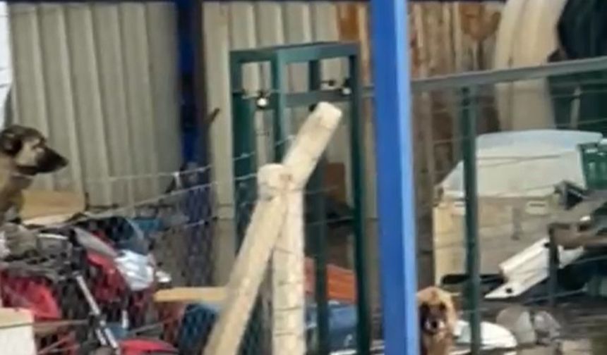 Sel sularının ortasındaki köpekler yürek burktu