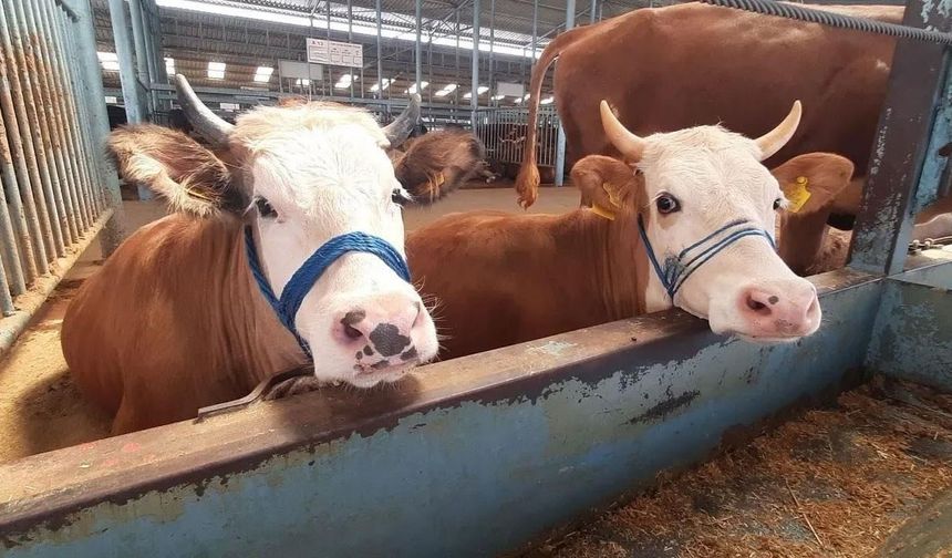 Söke'de şap hastalığı söndü