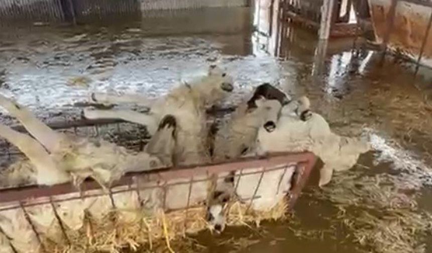 Söke’de su basan ahırdaki koyunlar boğularak telef oldu
