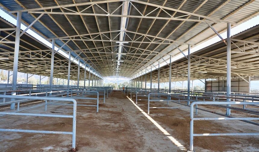 Aydın Çine’deki hayvan pazarı yeniden açılıyor