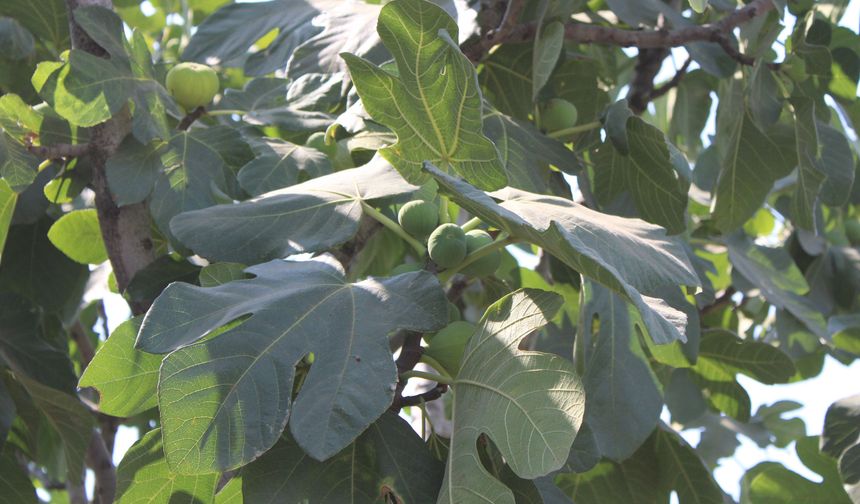 Aydın inciriyle ilgili sıcak gelişme