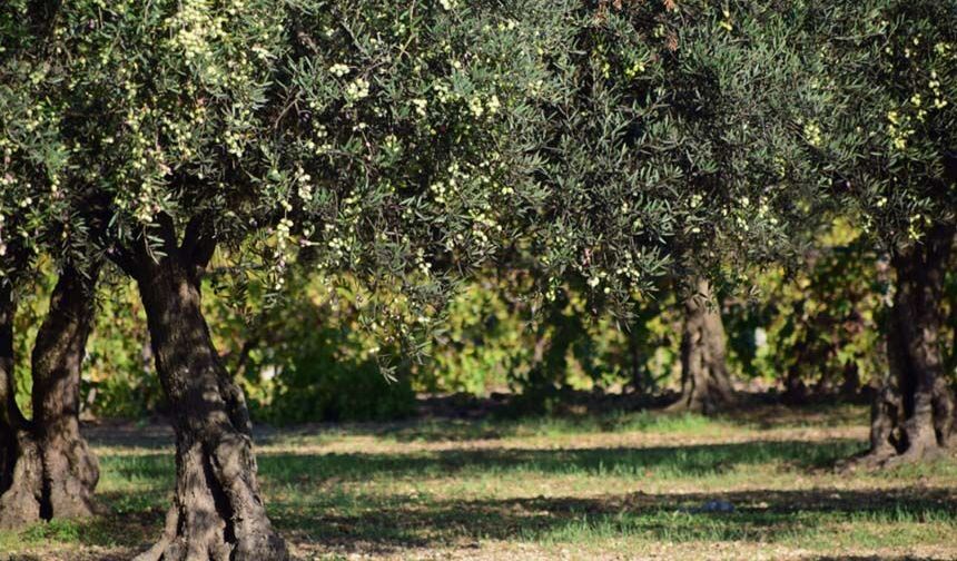 Aydın’da 3 dönüm zeytinlik icradan satışa çıktı