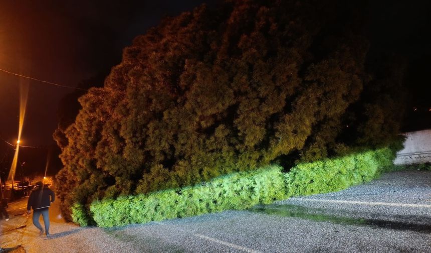 Aydın’da çam devrildi