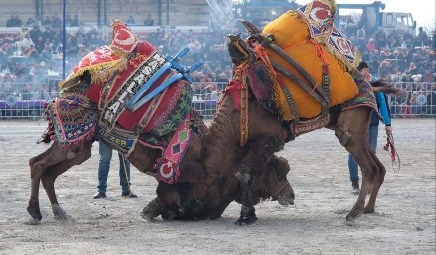 Aydın’da deve güreşleri yeniden başlıyor.. Tarih belli oldu