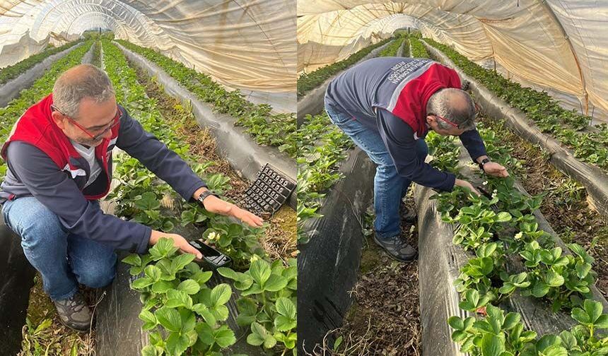 Aydın'da hasat öncesi çilek bahçeleri kontrol edildi
