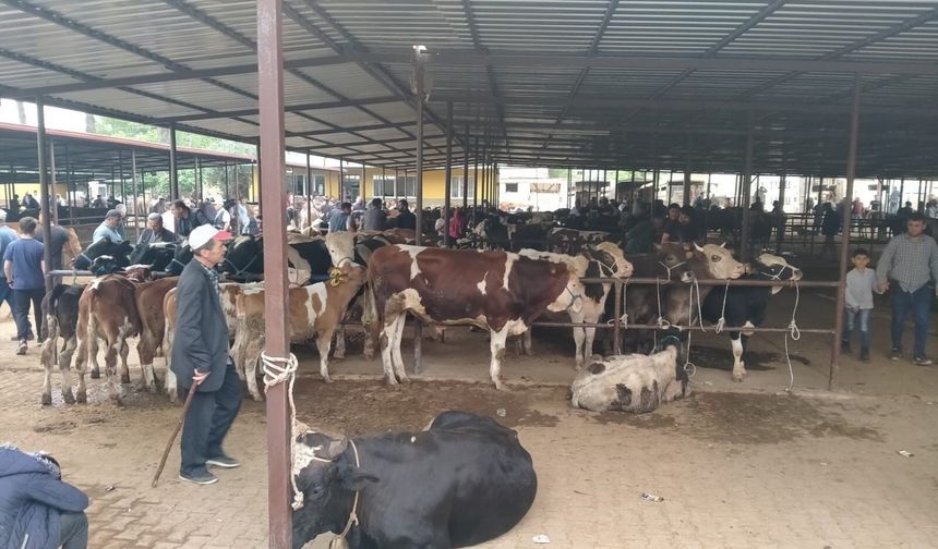 Aydın’da hayvan pazarlarında yeni dönem, yeni kurallar