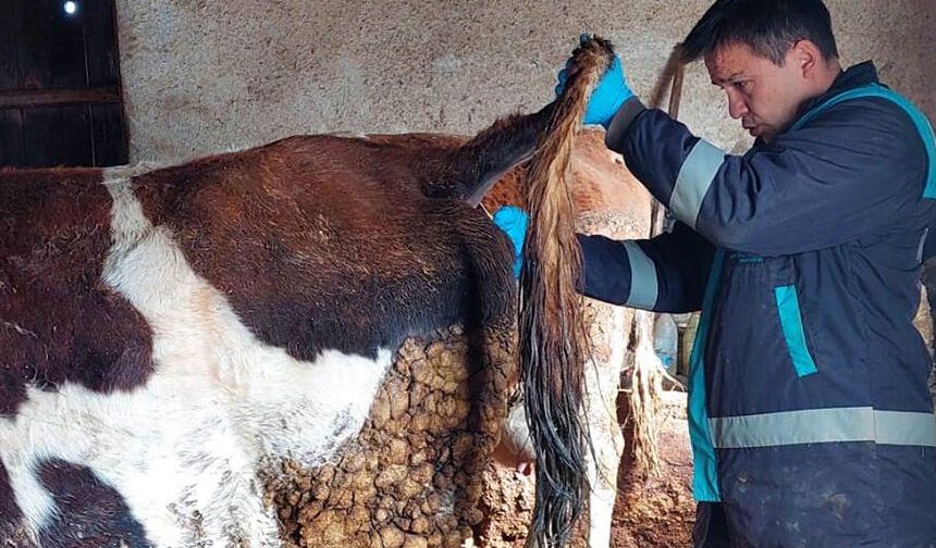 Büyükbaş hayvanlardan kan numunesi alındı: İnceleme başlatıldı