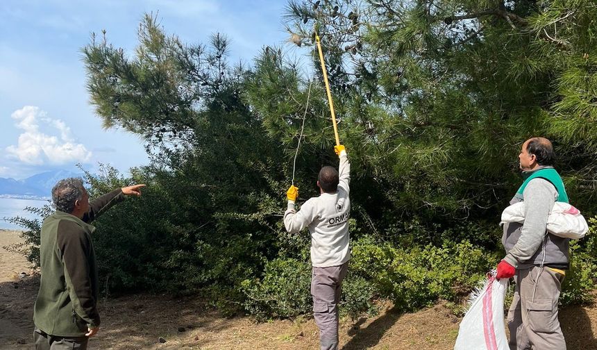 Çam kese böceğine karşı mücadele başladı