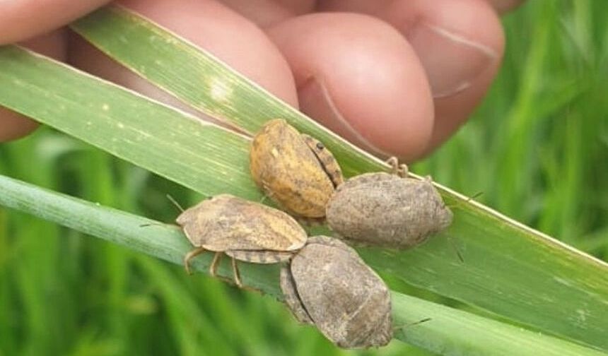 Çiftçilerin kabusu geri döndü