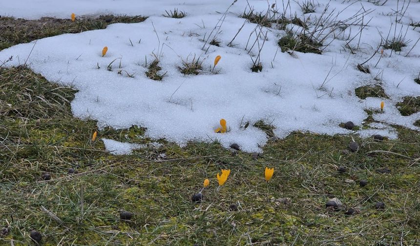 Ege’de ilginç görüntü.. Kar ve çiçek açan çiğdemler yan yana