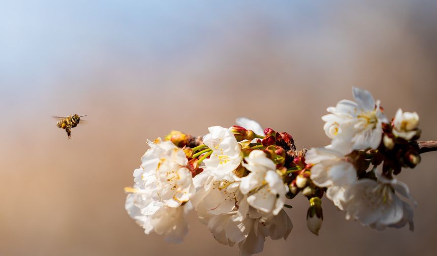Kiraz ağaçları çiçek açtı