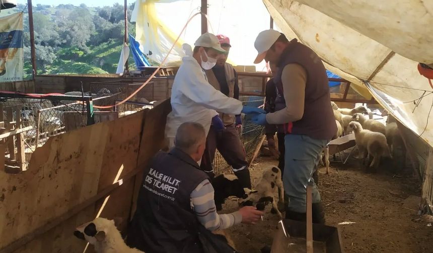 Koçarlı’da veba ve çiçek hastalığı için ekipler harekete geçti