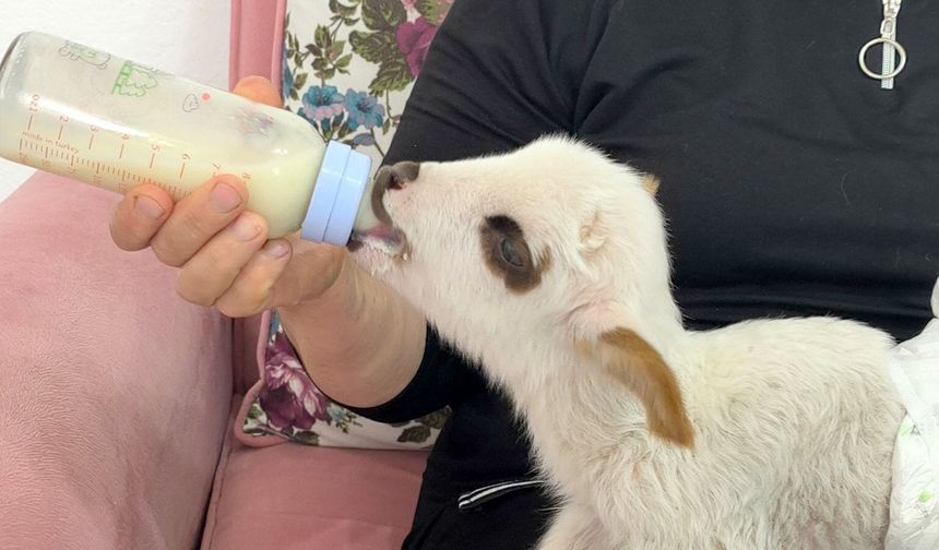 Öksüz kuzuya sahip çıktılar, biberonla besliyorlar