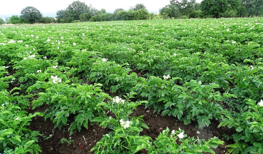 Patates üreticilerine uyarı