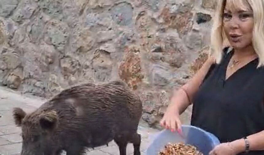 Safiye Soyman kapısına gelen domuzu elleriyle besledi