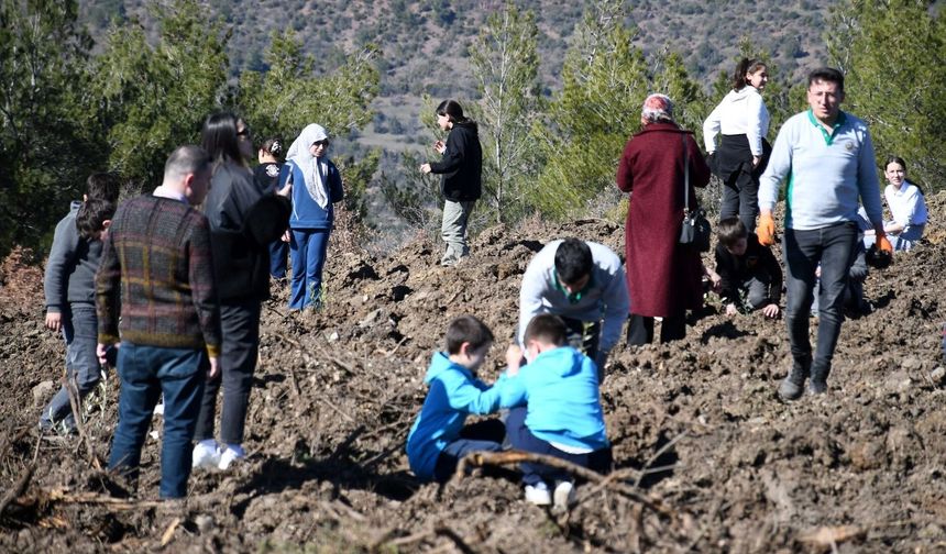 Yüzlerce zeytin fidanı toprakla buluştu