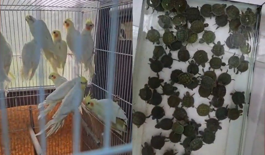 164 hayvana el konuldu